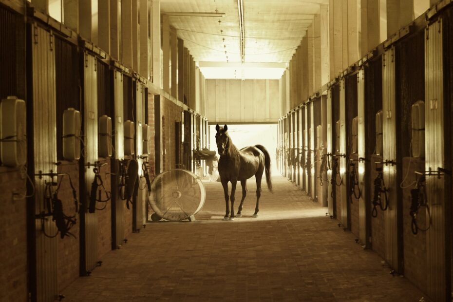 horse standing between stables